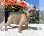 Small #1 French Bulldog