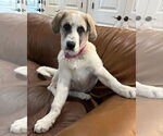 Small #9 Anatolian Shepherd-Great Pyrenees Mix