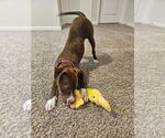 Small #4 American Staffordshire Terrier-Boxer Mix