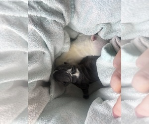 French Bulldog Puppy for Sale in SPRINGFIELD, Illinois USA