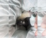 Small French Bulldog