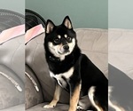 Small Photo #1 Imo-Inu Puppy For Sale in DU QUOIN, IL, USA