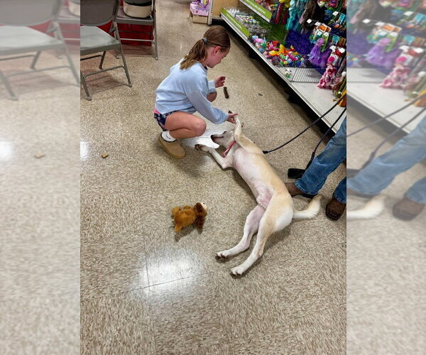 Medium Photo #3 Mutt Puppy For Sale in Foristell, MO, USA