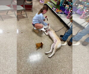 Boo - Male Mutt Dog for Adoption - Photo #3