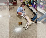 Small Photo #3 Mutt Puppy For Sale in Foristell, MO, USA