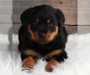 Rottweiler Puppy for sale in FREDERICKSBURG, OH, USA