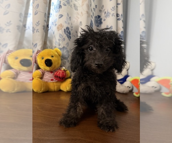Medium Photo #11 Yorkipoo Puppy For Sale in DURHAM, CT, USA