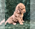 Small Photo #14 Miniature Bernedoodle Puppy For Sale in GREEN FOREST, AR, USA