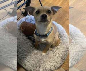 Chihuahua-Unknown Mix Dogs for adoption in Nazareth, PA, USA
