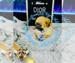 Image preview for Ad Listing. Nickname: Dior