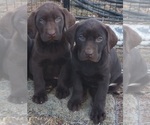 Small Photo #7 Labrador Retriever Puppy For Sale in BENTS FORT, CO, USA