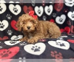 Small #3 Cavapoo
