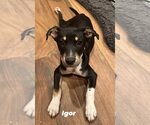 Small #8 Australian Shepherd-Catahoula Leopard Dog Mix
