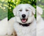 Small #5 Great Pyrenees