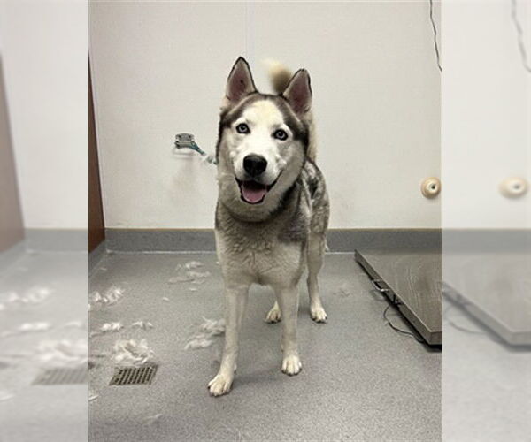 Medium Photo #1 Siberian Husky Puppy For Sale in Rancho Cucamonga, CA, USA