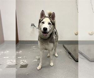 Siberian Husky Dogs for adoption in Rancho Cucamonga, CA, USA