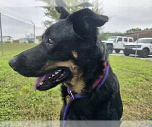 Shepweiller Dogs for adoption in Ocala, FL, USA
