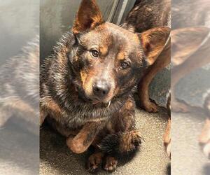 Texas Heeler-Unknown Mix Dogs for adoption in Stockton, CA, USA