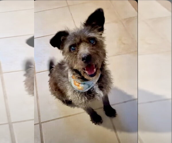 Medium Photo #2 Mutt Puppy For Sale in San Diego, CA, USA