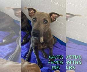 Mutt Dogs for adoption in Woodbury, NY, USA