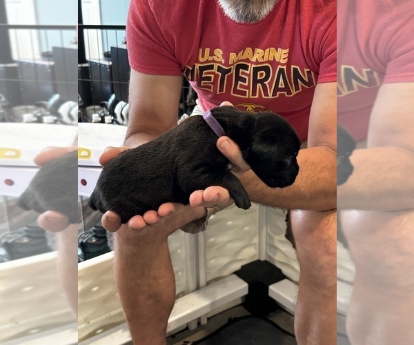 Medium Photo #59 Cane Corso Puppy For Sale in REEVESVILLE, SC, USA