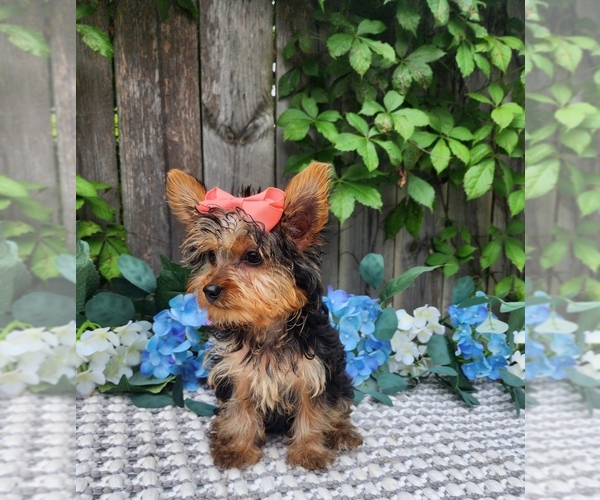 Medium Photo #4 Yorkshire Terrier Puppy For Sale in INDIANAPOLIS, IN, USA