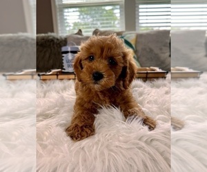 Cockapoo Puppy for sale in GREENWOOD, IN, USA