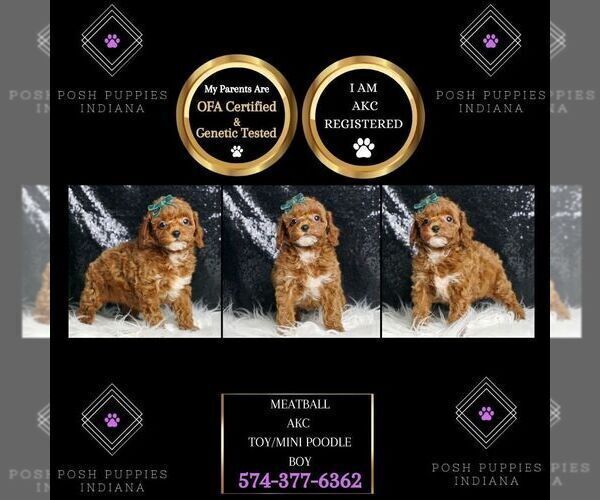 Medium Photo #80 Poodle (Miniature) Puppy For Sale in WARSAW, IN, USA