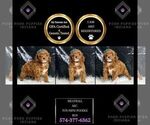 Small Photo #80 Poodle (Miniature) Puppy For Sale in WARSAW, IN, USA