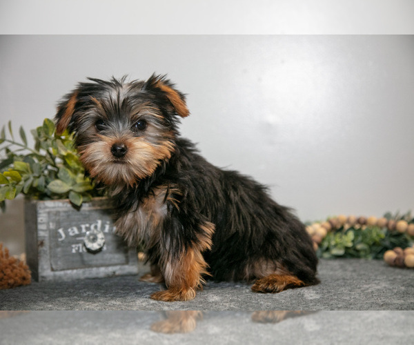 Medium Photo #3 Yorkshire Terrier Puppy For Sale in MONROE, IN, USA