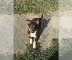 Puppy Apollo Australian Shepherd-Miniature Australian Shepherd Mix