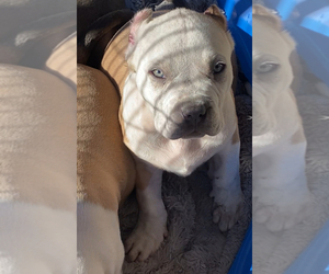 American Bully Puppy for sale in JACKSONVILLE, FL, USA