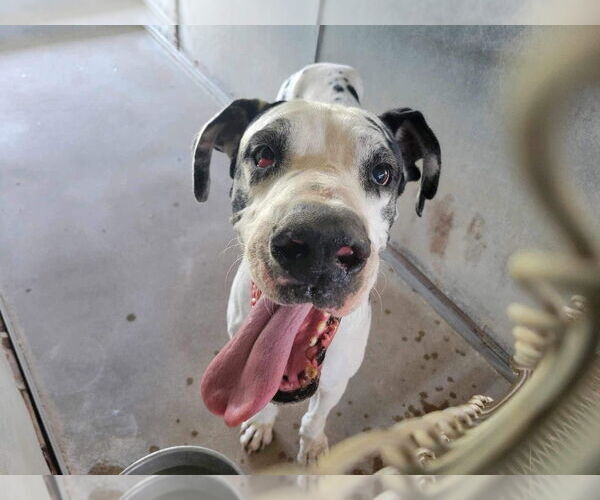 Medium Photo #7 Great Dane Puppy For Sale in Bullard, TX, USA