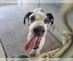 Small #6 Great Dane