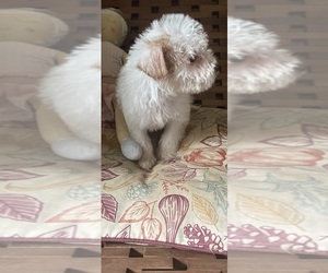 Maltipoo Puppy for sale in VENETA, OR, USA