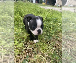 Boston Terrier Puppy for sale in FREDONIA, KS, USA