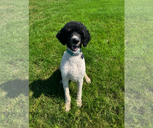 Poodle (Standard) Dogs for adoption in Pacolet, SC, USA