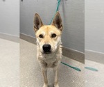 Small Carolina Dog Mix