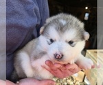 Small #2 Alaskan Malamute