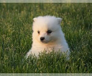 Samoyed Puppy for sale in FREDERICKSBURG, OH, USA