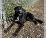 Small #3 Labrador Retriever Mix