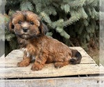 Small #2 Shorkie Tzu
