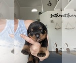 Small Photo #14 Rottweiler Puppy For Sale in NEW PORT RICHEY, FL, USA