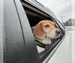 Small #2 Beagle