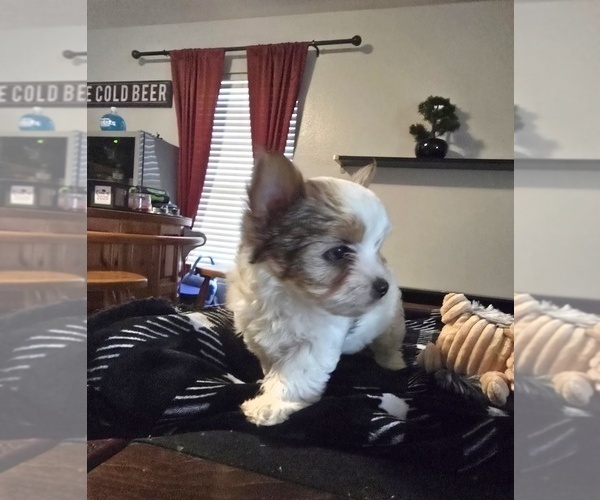Medium Photo #5 Yorkshire Terrier Puppy For Sale in SCHERTZ, TX, USA