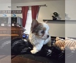Small #4 Yorkshire Terrier