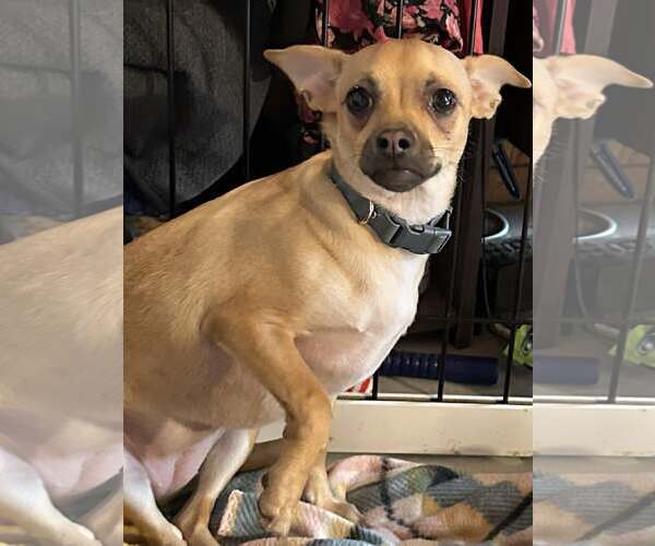 Medium Photo #2 Chihuahua-Unknown Mix Puppy For Sale in Visalia, CA, USA