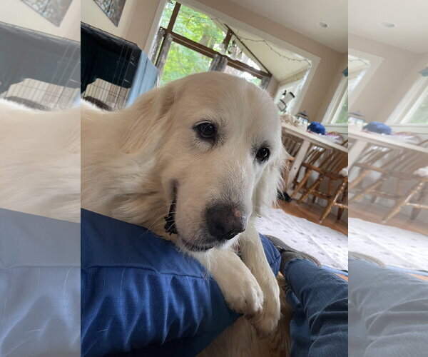 Medium Photo #9 Great Pyrenees Puppy For Sale in Spring, TX, USA