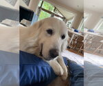 Small #8 Great Pyrenees