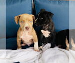 Small #1 American Pit Bull Terrier